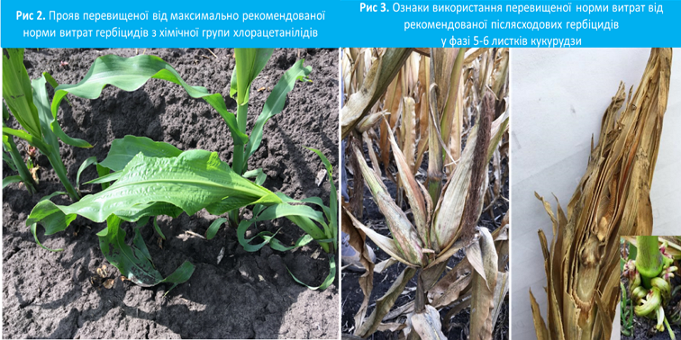 Важным условием внесения гербицидов в посевах кукурузы является соблюдение регламентов их применения, а также рекомендаций компаний производителей средств защиты растений