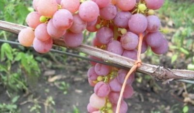 Виноград - прекрасное, благородное растение, выращиванием которого люди занимаются с глубокой древности