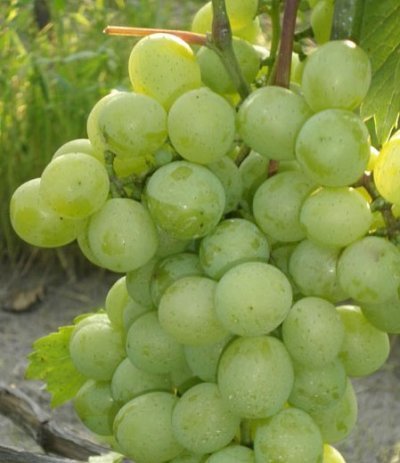 Одной из главных отличительных особенностей сорта «Русвен», что делает его популярным у виноградарей, является его высокая плодовитость и урожайность, составляющая от 13 до 16 т / га